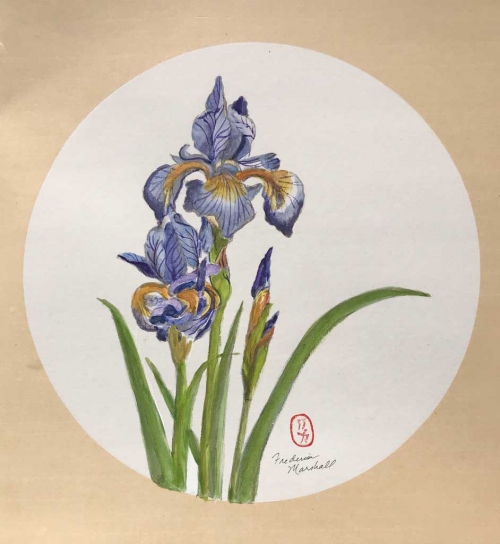 Graceful Iris